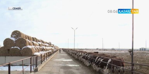 Семейде асыл тұқымды мал шаруашылығын дамыту ширай түсті