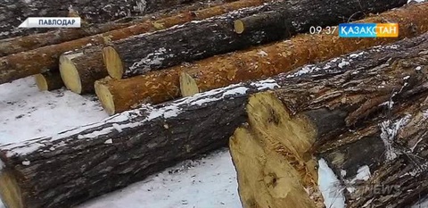 Павлодарда орманшылар қылмыс үстінде ұсталды