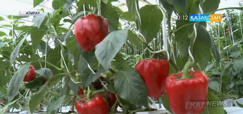 Атыраулық кәсіпкер Өтеміс Жұмағалиев жылыжайдан мол өнім алу үшін  ерекше әдіс қолдануда