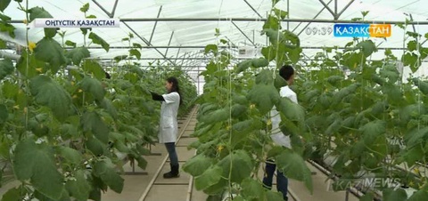 Оңтүстік Қазақстан облысындағы 24 колледжде сабақ дуальді оқыту жүйесі бойынша  өткізіледі