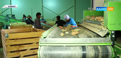 Биыл Атырау облысында 6 мың гектарға бақша дақылдары егілді