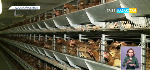 Елбасының қатысуымен өткен телекөпір кезінде Қостанай облысындағы құс фабрикасында жаңа желі іске қосылды