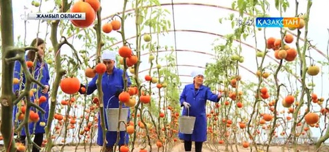 Биылғы жыл Жамбыл облысындағы ауыл шаруашылығы тауарларын өндірушілер үшін қолайлы болды