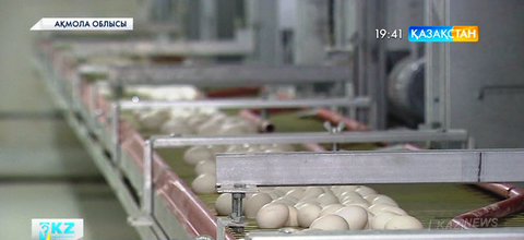 «Ижевск» өндірістік кооперативі елорданы 100 пайыз жұмыртқамен қамтамасыз етіп  отырған мекеме
