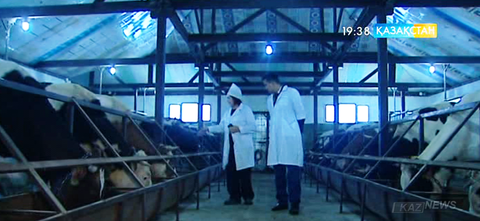 Алматы облысындағы «Анжела» шаруа қожалығының өнімдері ірі сауда орындарының сұранысына ие