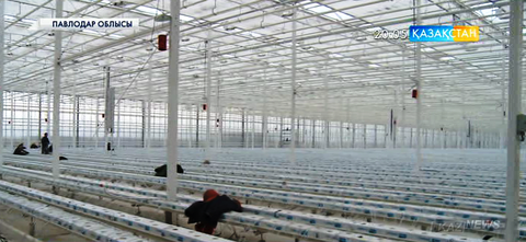 Екібастұзда раушан гүлдерін өсіретін жылыжай ашылды