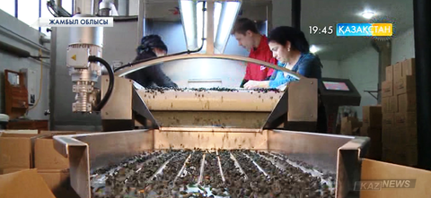 Жамбыл облысында «Бизнестің жол картасы-2020» бағдарламасы арқылы  жалпы құны 51,4 млрд теңгенің 516 жобасы қолдау тапқан