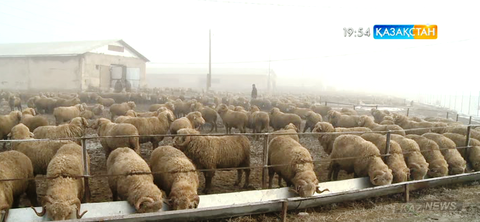 «Меркі асылтұқымды қой зауыты» жанынан бордақылау алаңы ашылды