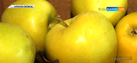 Қазақстанда еш қоспасыз жасалған алғашқы алма шырыны Үшқоңыр елді мекенінде шығарыла бастады