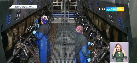 Шығыс Қазақстанда тауарлы-сүт фермалары көбейіп келеді