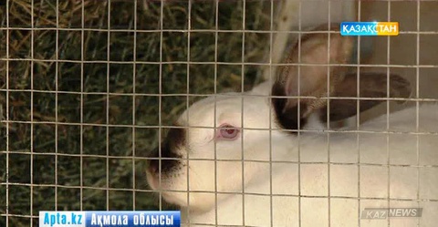 Ақмола облысында қоян өсіріп, табыс тауып отырған шаруашылық бар