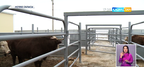 Ақтөбе облысында мал басын асылдандыру жұмыстары қарқынды жүріп жатыр