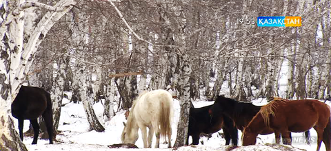 Жылқы шаруашылығы - тиімді бизнес