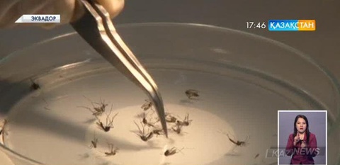 Латын Америкасы мен Кариб елдері «Зика» вирусына қарсы күш біріктірмек