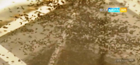 «Зика» вирусына қарсы күресте масалар пайдаланылмақ