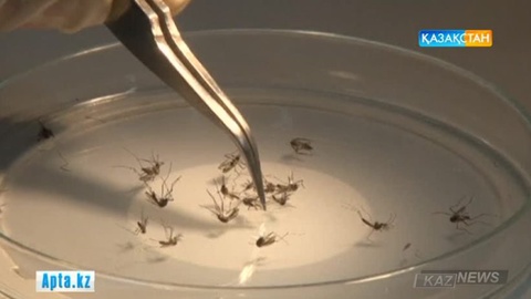 «Зика» вирусы Еуропаға, Жаңа Зеландияға жетті