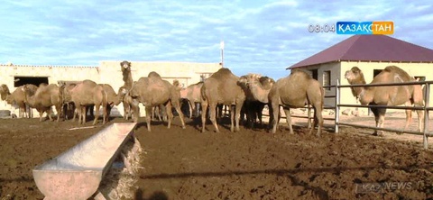 Маңғыстау өңірінде мал шаруашылығымен айналысушылар қатары көбейіп келеді