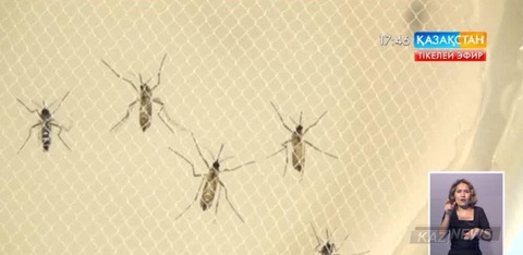 АҚШ-тың Техас штатында Зика вирусын жыныстық қатынаспен жұқтырудың алғашқы фактісі тіркелді