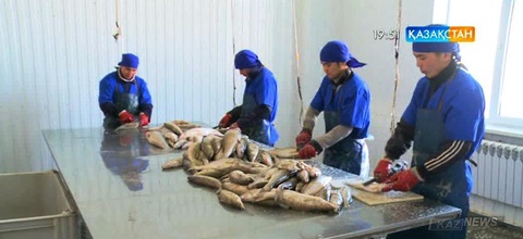 Қызылорда балығына Еуропа елдері  мен Ресей  ерекше қызығушылық танытуда