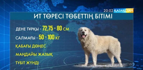 Елімізде қазақы төбеттер құрып барады
