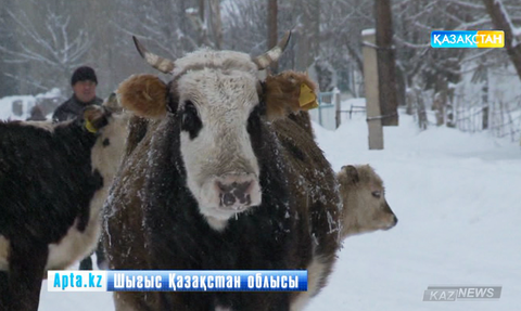 Шекара маңында шаруасы өрге басып тұрған ауыл көп