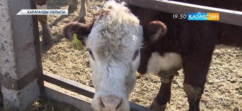 Қарағандыда «Ет пен сүт нарығының ерекшеліктері мен оны дамытудың перспективалары» атты республикалық форум өтті