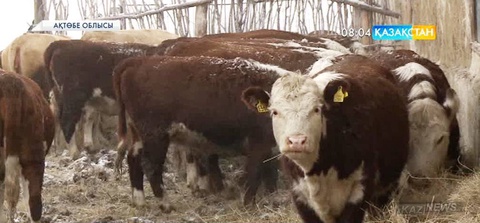 Ақтөбе облысында ауыл шарушылығы кооперативтері құрылады