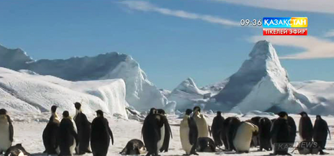 Антарктикада 150 мыңдай пингвин аштықтан қырылған