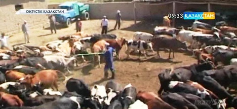 ОҚО-да төрт түлікті сырғалау және қора-қопсыны дәрілеу жұмыстары жылдағыдан ерте басталғалы отыр