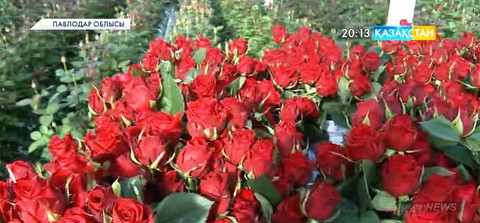 Екібастұзда голландиялық раушан гүлдері өсіріле бастады