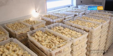 Теріскейдегі шағын инкубатор жылына 10 миллионнан  астам тауық балапанын шығарады