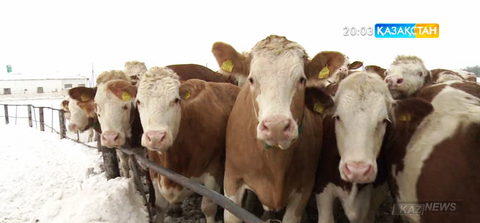 Былтыр Қазақстаннан 16 мың тонна ет экспортталған