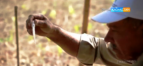 Колумбияда Зика безгегін жұқтырғандардың саны 37 мыңға жетті