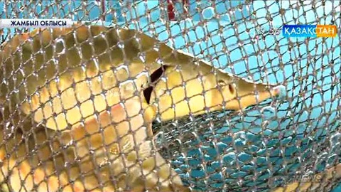 Жамбылдық шаруалар бекіре өсіруді қолға алды