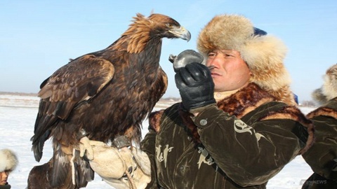 Құсбегілердің қырандарына  чип орнатылып жатыр