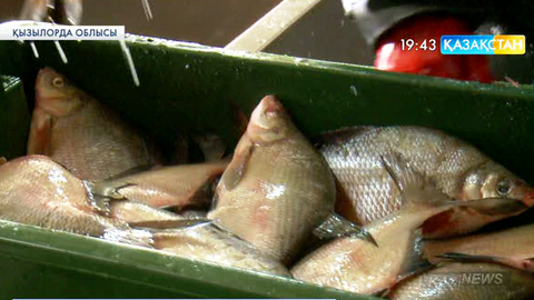 Қызылорда облысындағы Қарашалаң ауылында балық зауыты ашылды