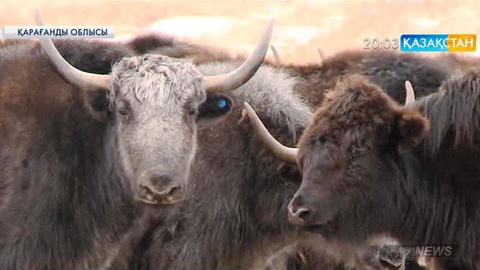 Қарағанды облысының фермерлері қодастың қою сүтін сатылымға шығармақ