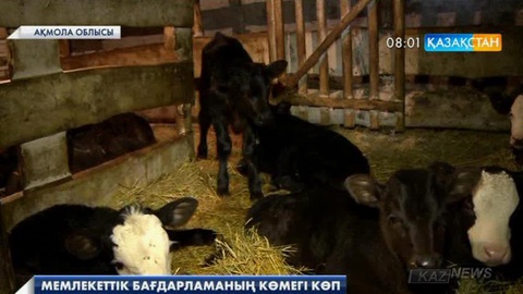 Ақмола облысындағы «Нұржамал» шаруа қожалығы абердин-ангус асыл тұқымды сиырлар санын көбейтуде