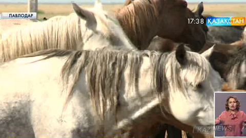 Павлодар облысындағы Шідерті ауданында 42 жылқы мұз болып қатып қалған