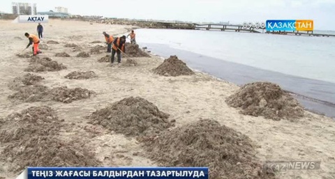 Каспий теңізінің жағасы балдырдан тазартылуда