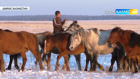 Шығыс Қазақстан облысындағы шаруалар асыл тұқымды мал өсіруді мықтап қолға алған