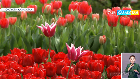 Әсем гүлдерімен көз тартқан шаһар