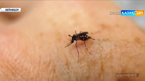 Зика безгегі 2,2 миллиард адамға қауіп төндіріп тұр