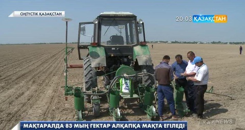 Мақтаралда 83 мың гектарға мақта егіледі