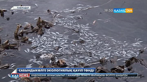 Баянауылдағы Сабындыкөлде мердігердің жауапсыздығынан балықтар қырылып жатыр