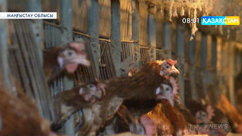 Маңғыстаудағы Бөрібасовтар отбасы құс шаруашылығын мықтап қолға алған