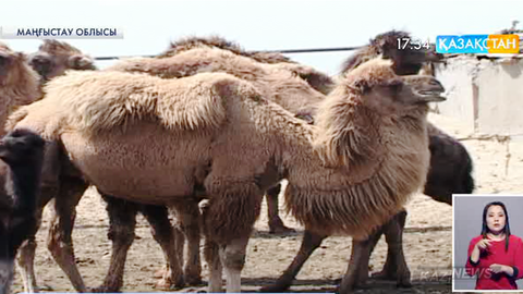 Маңғыстаулық шаруа өңірге аруана тұқымды түйелер әкелуді көздейді