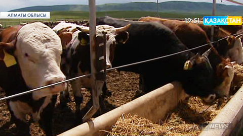 Алматы облысында ет өндірісін өркендету үшін  шетелдік инвесторлар да тартылды