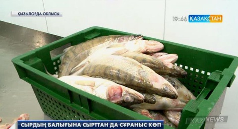 Қызылорда облысында балық сүбесін дайындайтын цех ашылды