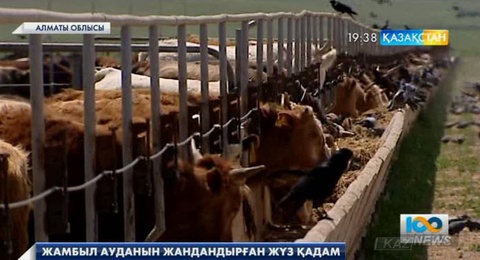 Жамбыл ауданын жандандырған «100 қадам»